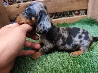 Teckel Miniatura perros Teckel kaninchen - Anuncio 3