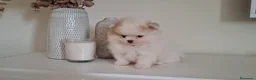 Pomerania perros en venta: Lulu de Pomerania Mini Parti color - Anuncio 2