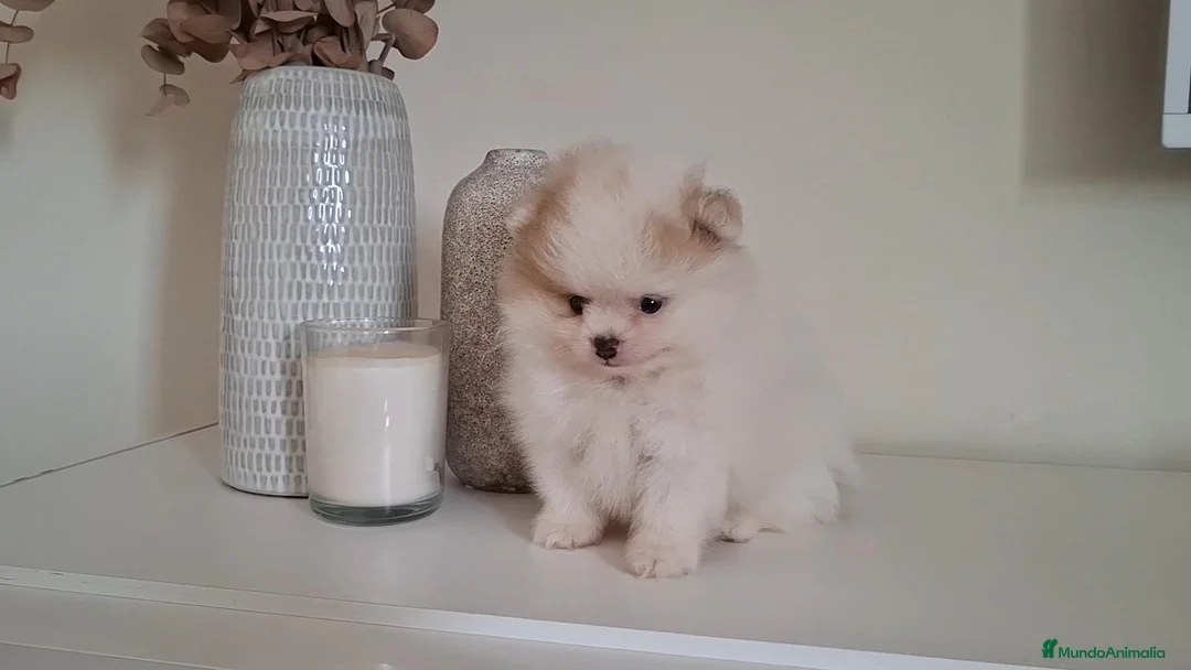 Pomerania perros en venta: Lulu de Pomerania Mini Parti color - Anuncio 2
