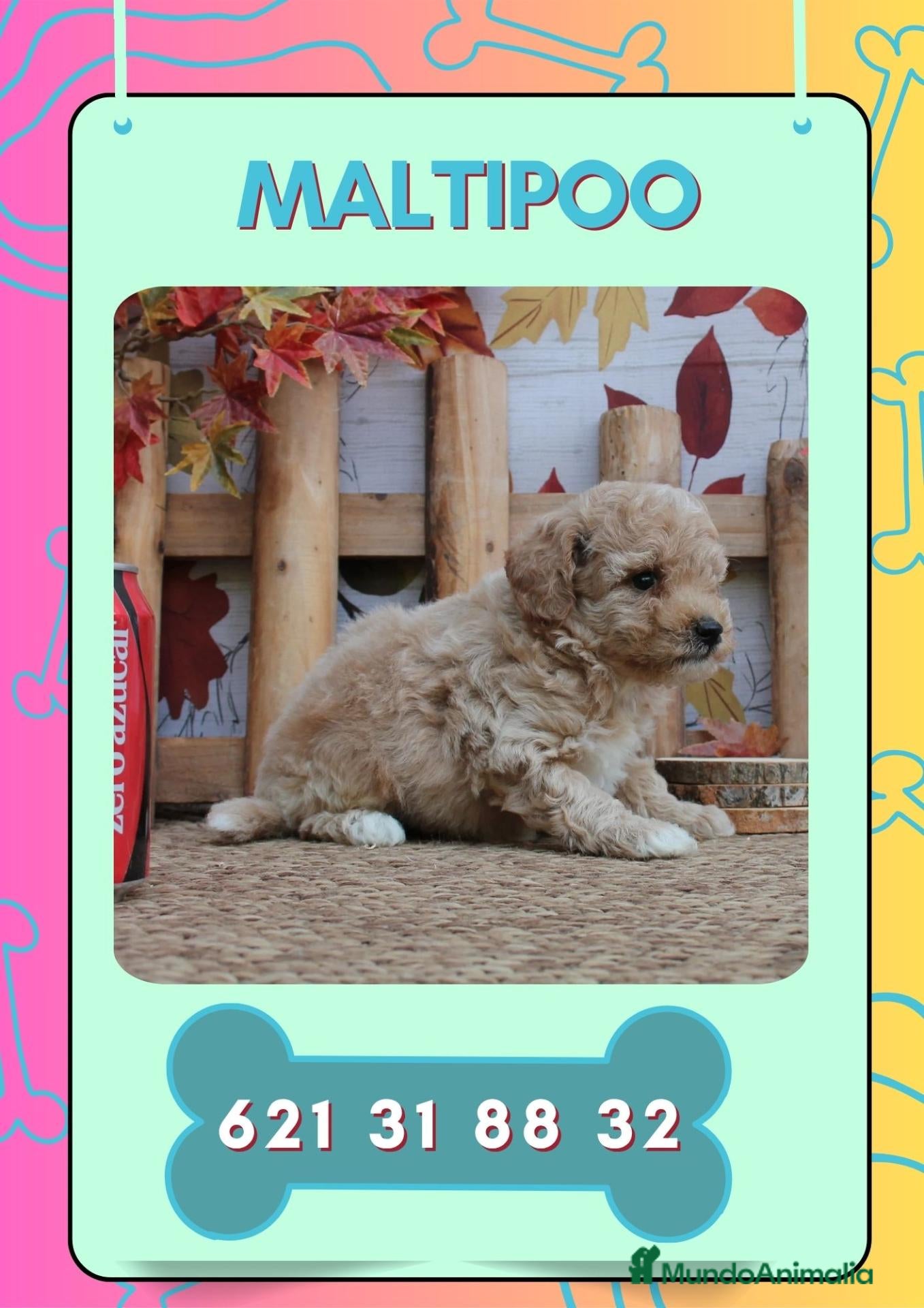 Maltipoo perros en venta: Camada de maltipoo enano  - Anuncio 4