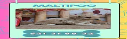 Maltipoo perros en venta: Camada de maltipoo enano  - Anuncio 1