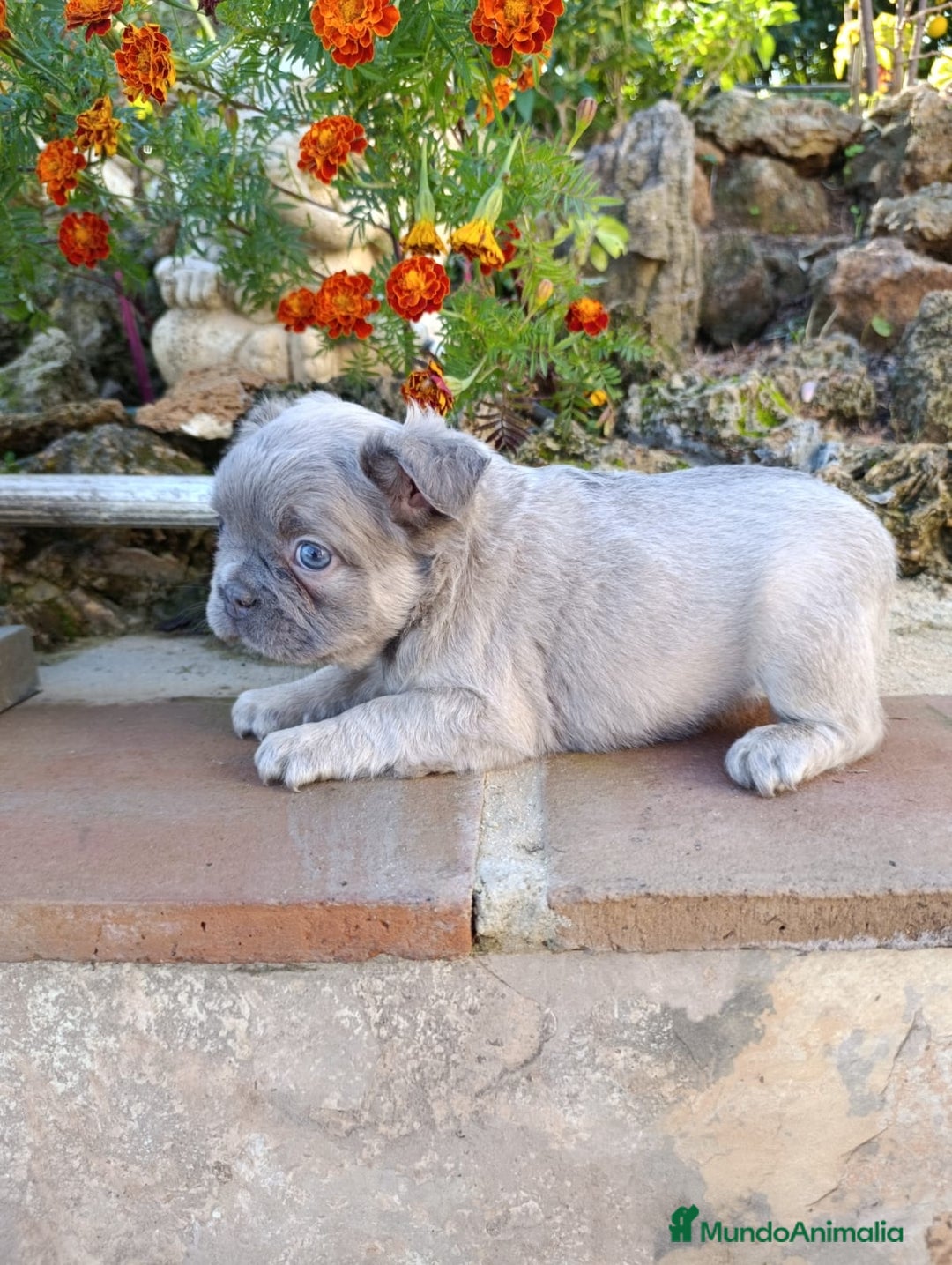 Bulldog Francés perros en venta: Bulldog Frances - Anuncio 3