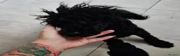 Caniche Toy perros en venta: Caniche toy - Anuncio 2