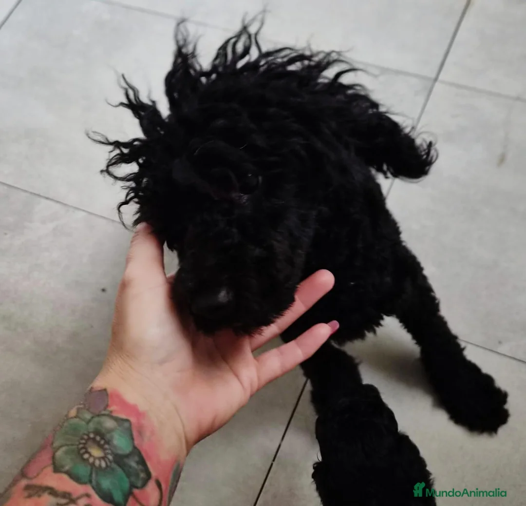 Caniche Toy perros en venta: Caniche toy - Anuncio 2