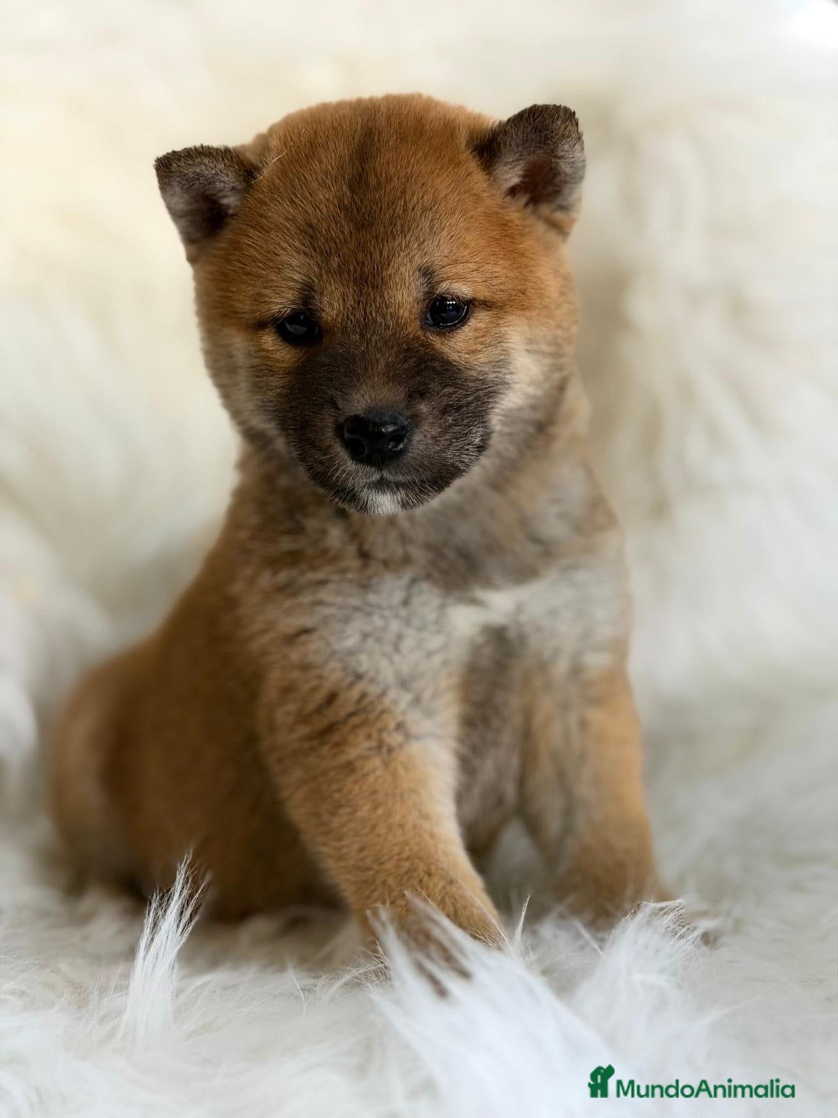 Shiba Inu perros SHIBA INU ROJO MACHO DISPONIBLE - Anuncio 1