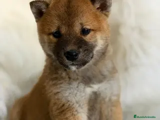 Shiba Inu perros SHIBA INU ROJO MACHO DISPONIBLE - Anuncio 1