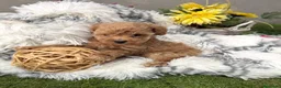 Caniche Toy perros en venta: Caniche Toy hembra apricot fotos actuales!! - Anuncio 7