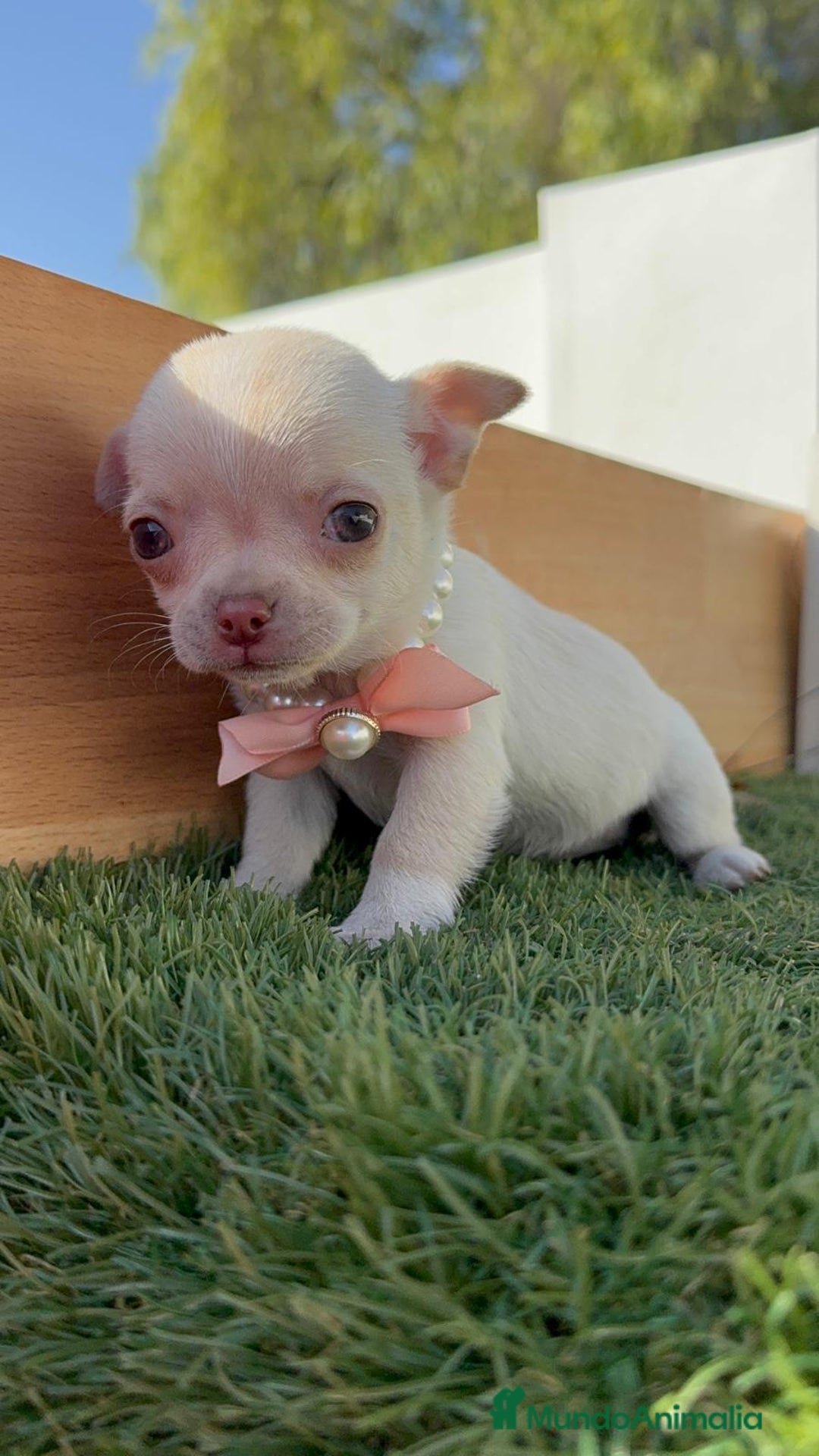 Chihuahua perros en venta: CHIHUAHUA HEMBRA - Anuncio 11