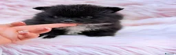 Pomerania perros en venta: POMERANIA - Anuncio 7