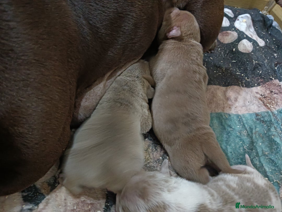 American Bully perros en venta: América bully micro exótico  - Anuncio 5