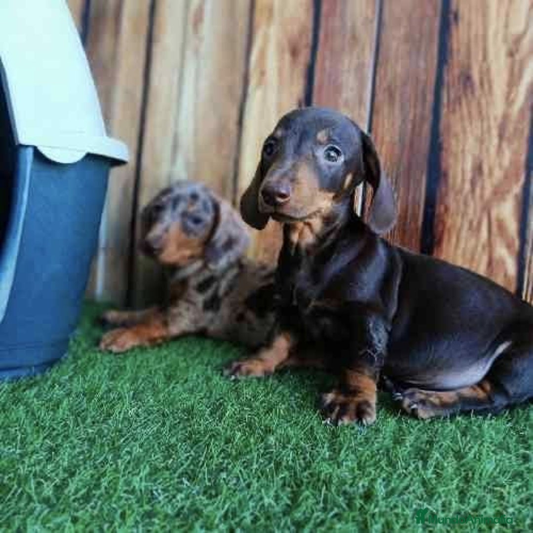 Teckel perros en venta: Teckel canichen - Imagen 2