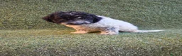 Perro de Agua Español perros en venta: Perro de aguas español - Anuncio 8