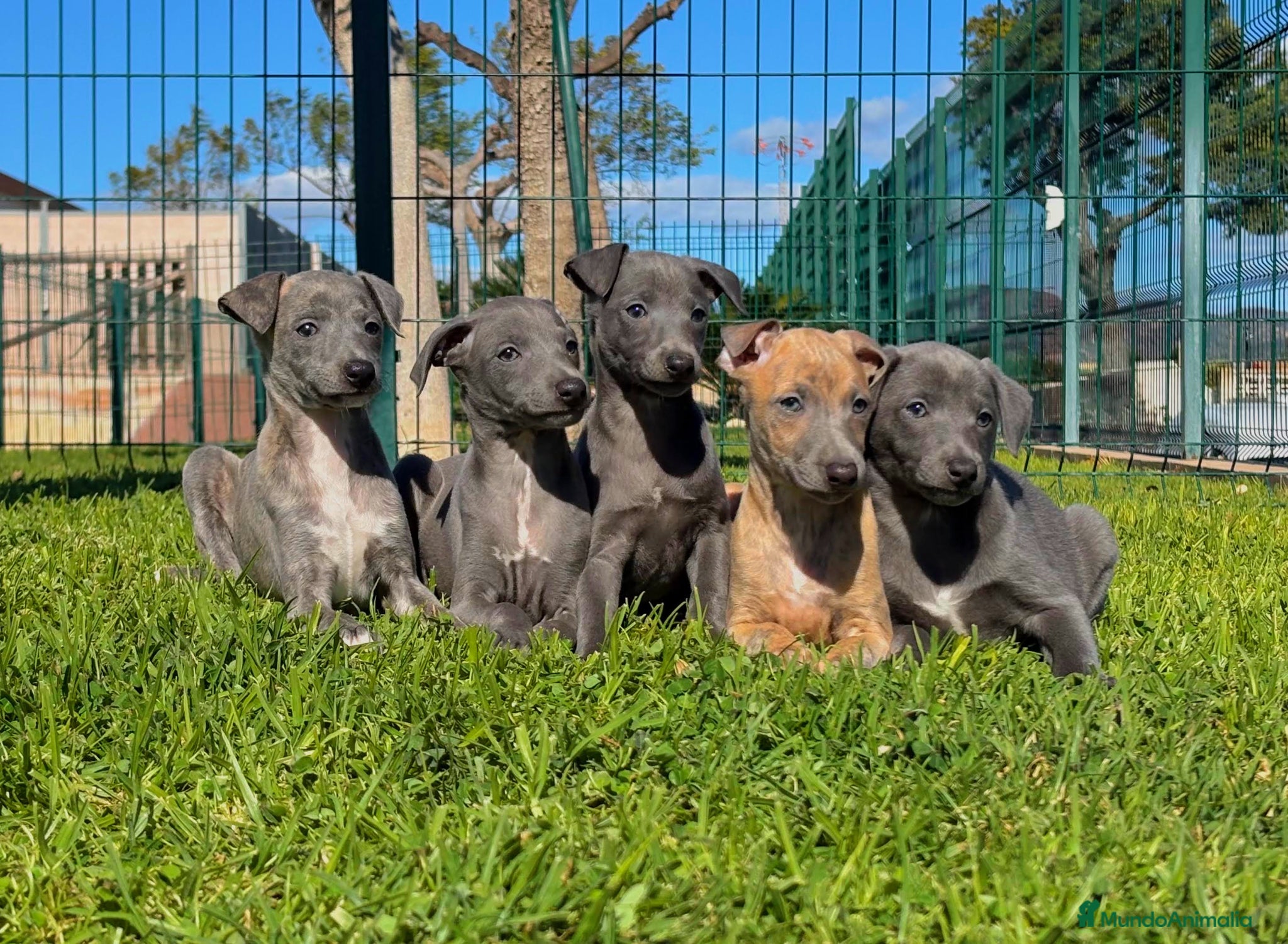Pequeño Lebrel Italiano perros GALGO ITALIANO - Anuncio 1