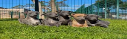 Pequeño Lebrel Italiano perros en venta: GALGO ITALIANO - Anuncio 1