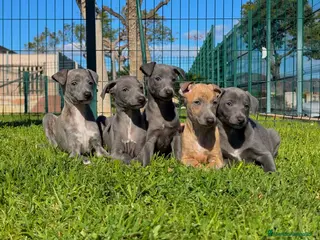 Pequeño Lebrel Italiano perros GALGO ITALIANO - Anuncio 2