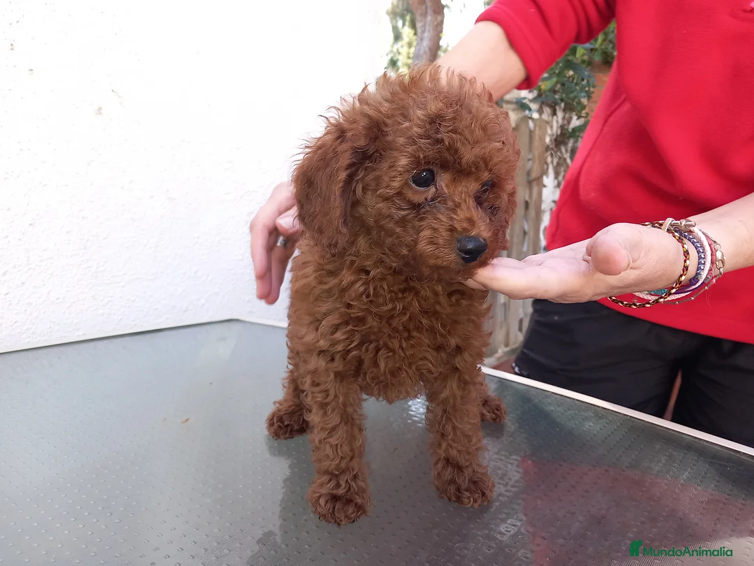Caniche Toy perros en venta: Caniche Toy macho. en Sevilla - Anuncio 3