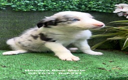 Border Collie perros en venta: Border Collie hembra Blue Merle - Anuncio 10