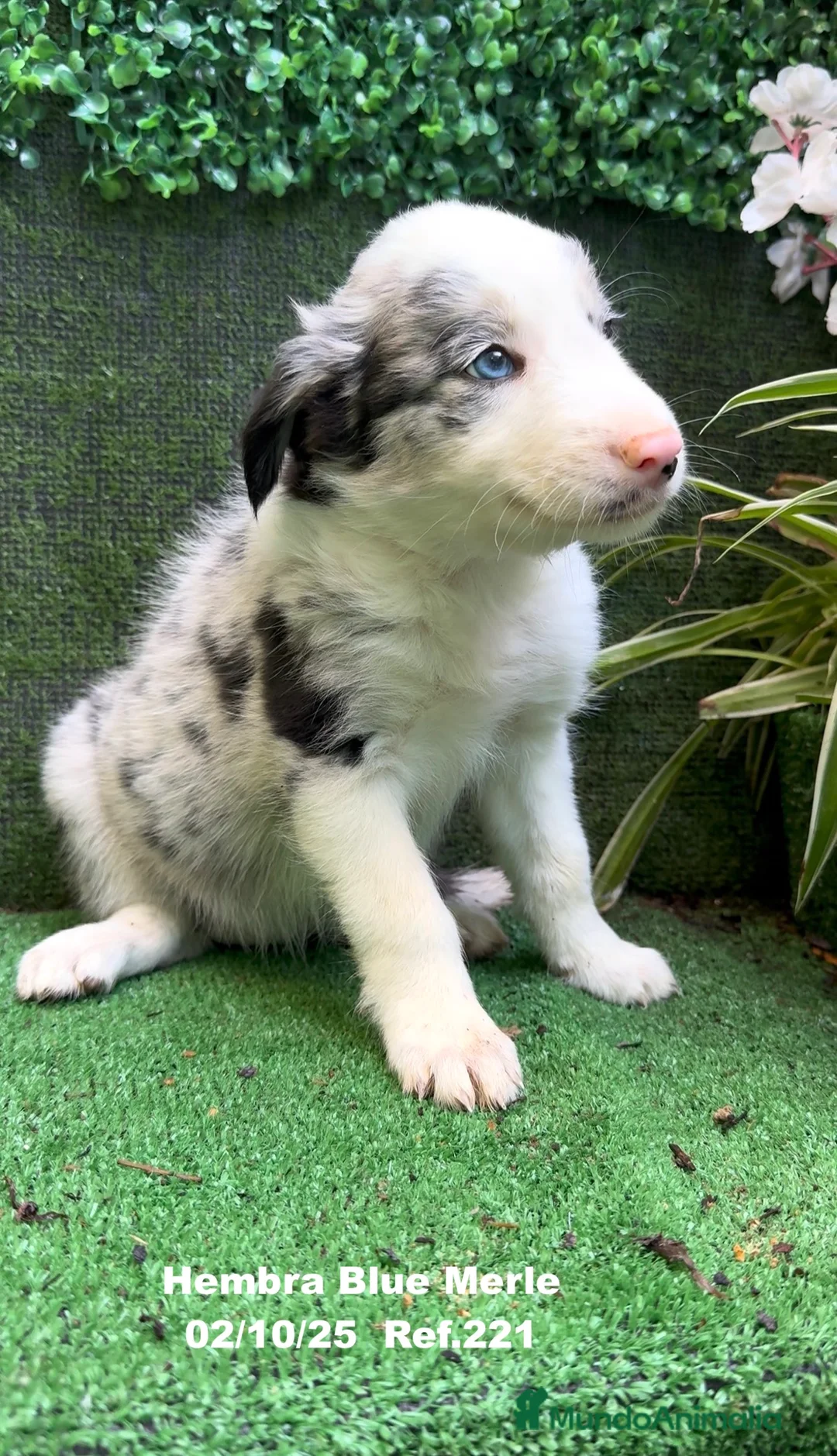 Border Collie perros en venta: Border Collie hembra Blue Merle - Anuncio 10