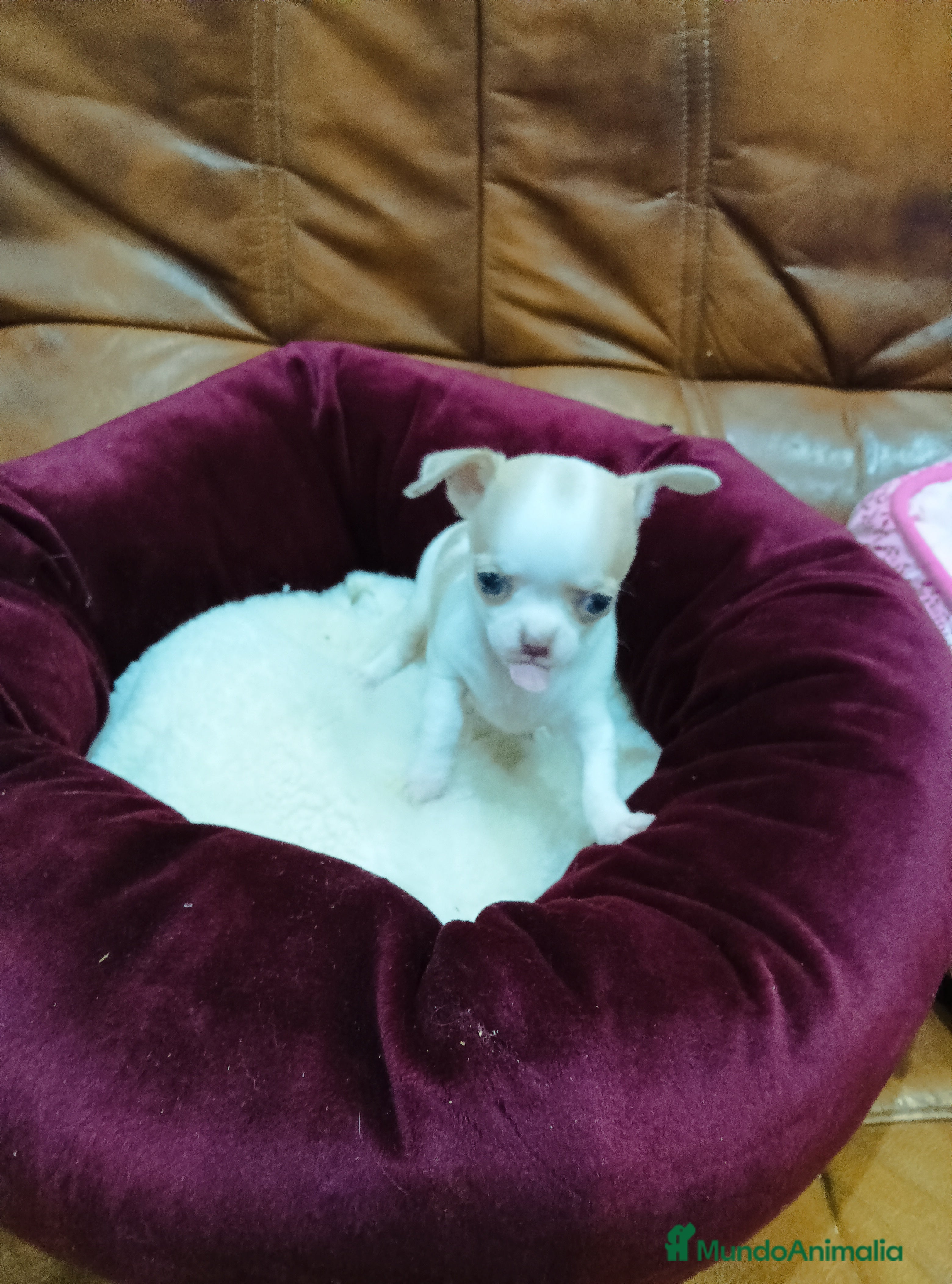 Chihuahua perros CHIHUAHUA TOY  - Anuncio 29