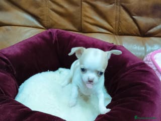 Chihuahua perros CHIHUAHUA TOY - Anuncio 29