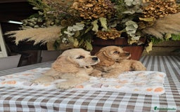 Cocker Spaniel Americano perros en venta: Cocker americano  - Imagen 1