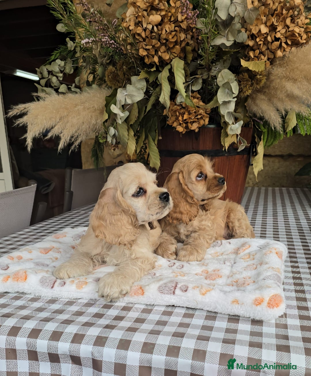 Cocker Spaniel Americano perros en venta: Cocker americano  - Imagen 1