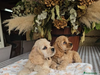 Cocker Spaniel Americano perros - Anuncio 29