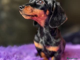 Teckel Miniatura perros TECKEL MINIATURA - Anuncio 2