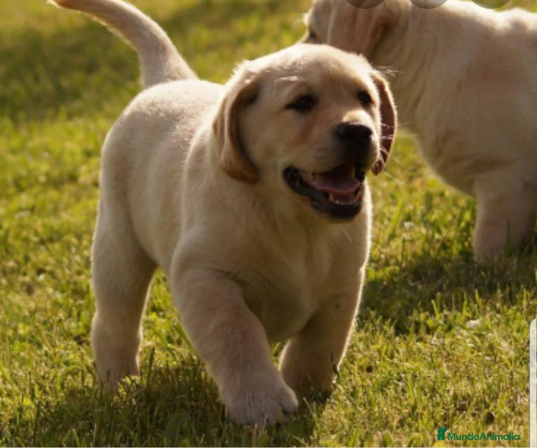 Labrador Retriever perros en venta: Labrador retriever - Anuncio 4