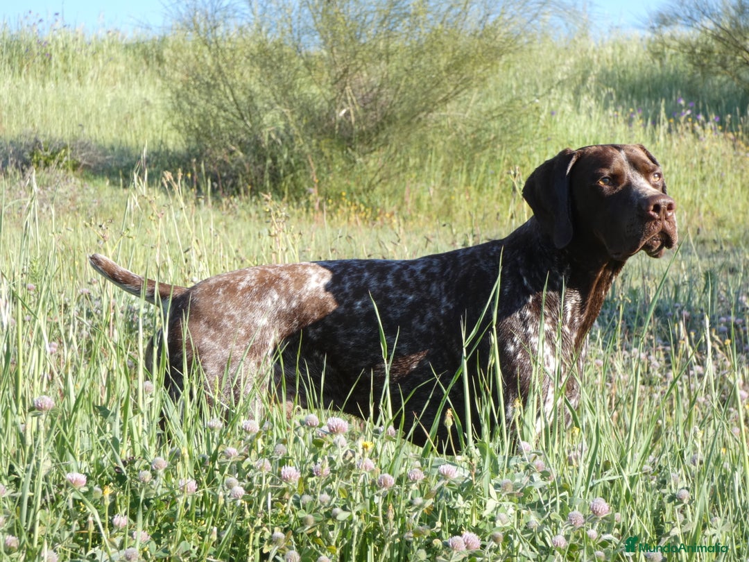 Braco Francés tipo Pirineos Talla Pequeña perros en venta: RESERVA DE CAMADA "E" DE BRACO BRANCÉS - Imagen 6