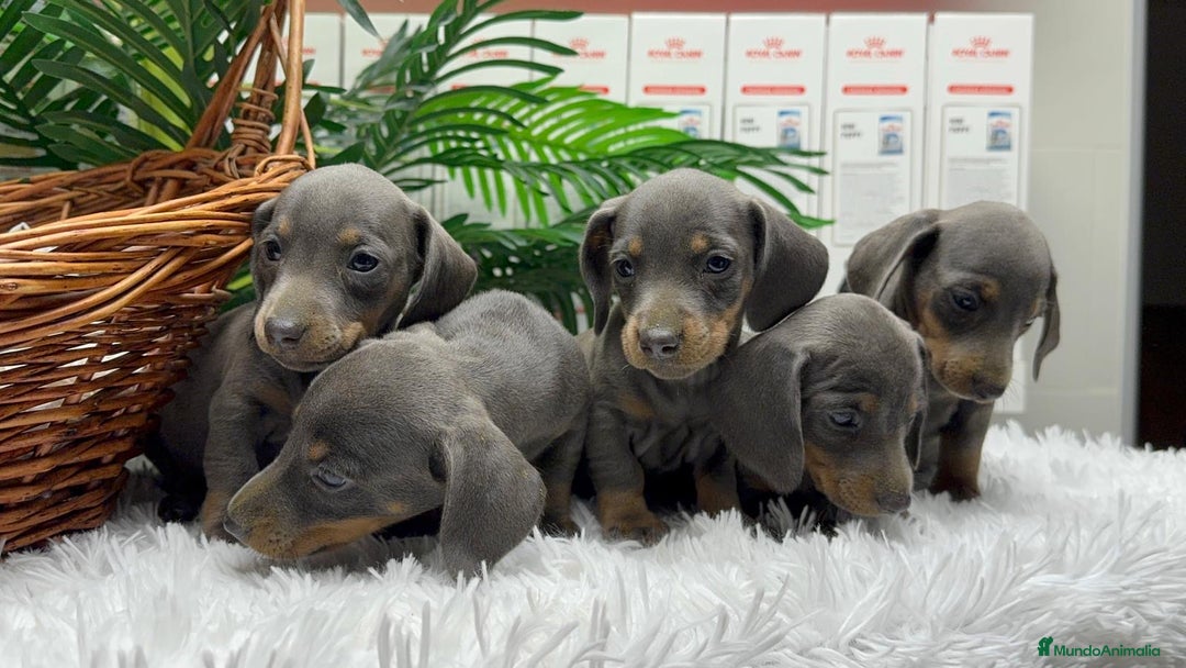 Teckel Miniatura perros en venta: TECKEL MINIATURA BLUE AND TAN - Anuncio 11