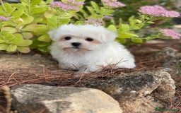 Bichón Maltés perros en venta: Bichon Maltés toy hembra y macho  - Imagen 3