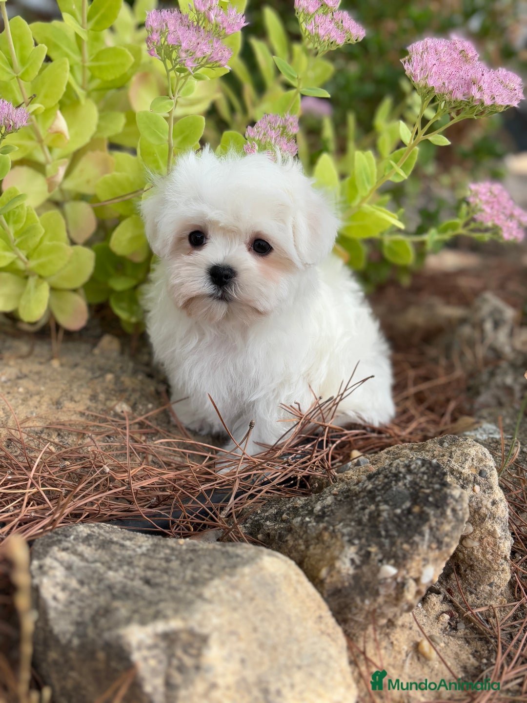 Bichón Maltés perros en venta: Bichon Maltés toy hembra y macho  - Imagen 3
