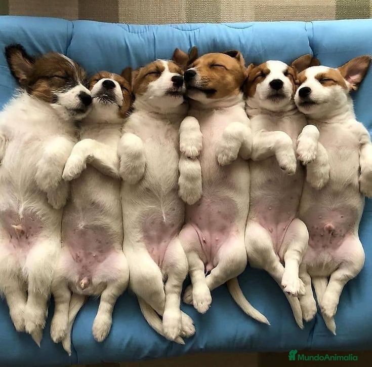 Jack Russell Terrier perros Preciosa camada de Jack Russell disponible 🐾🐶 - Anuncio 2