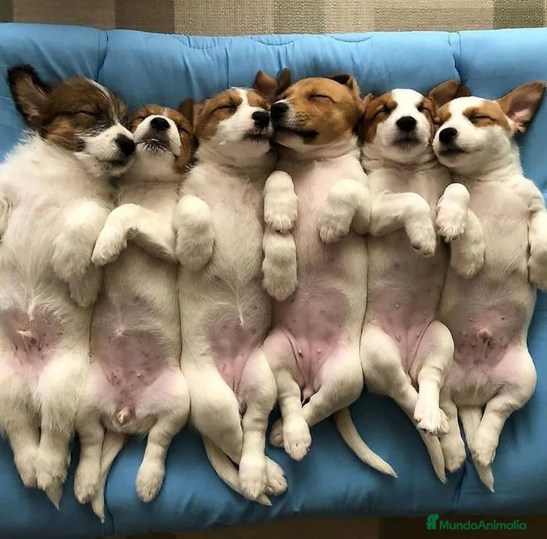 Jack Russell Terrier perros en venta: Preciosa camada de Jack Russell disponible 🐾🐶 - Anuncio 1