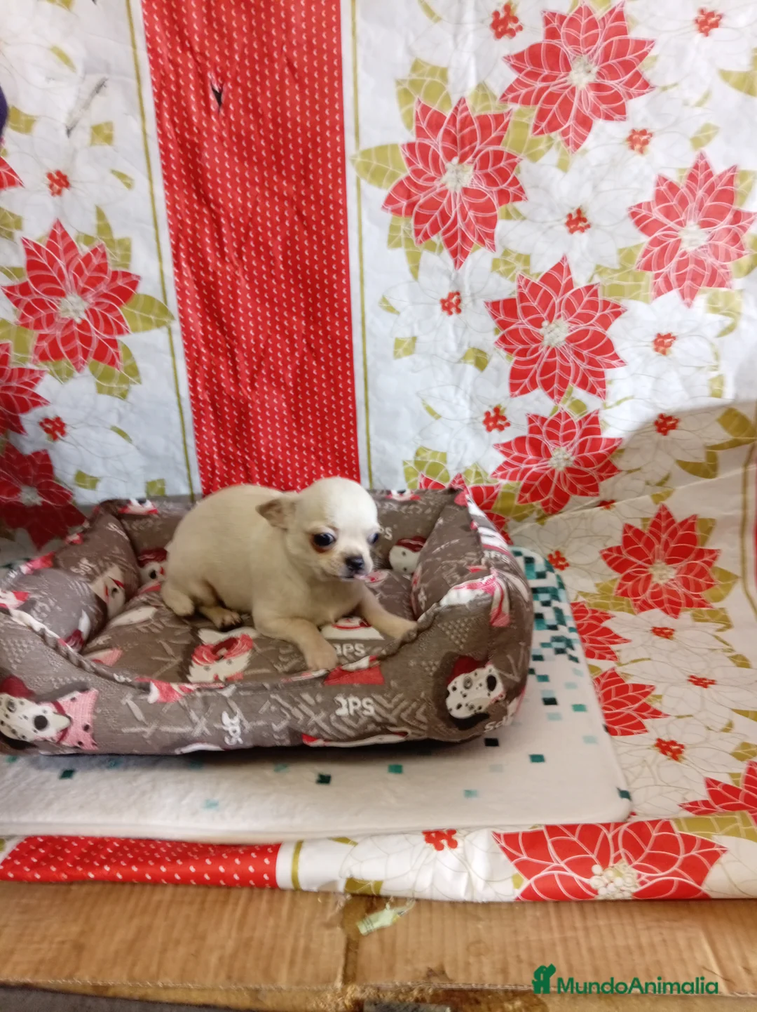 Chihuahua perros en venta: Chihuahuas toy - Anuncio 9
