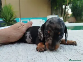 Teckel Miniatura perros Teckels kanichen - Anuncio 15