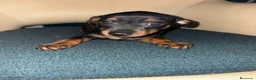 Pinscher Miniatura perros en venta: Pinscher miniatura  - Anuncio 8