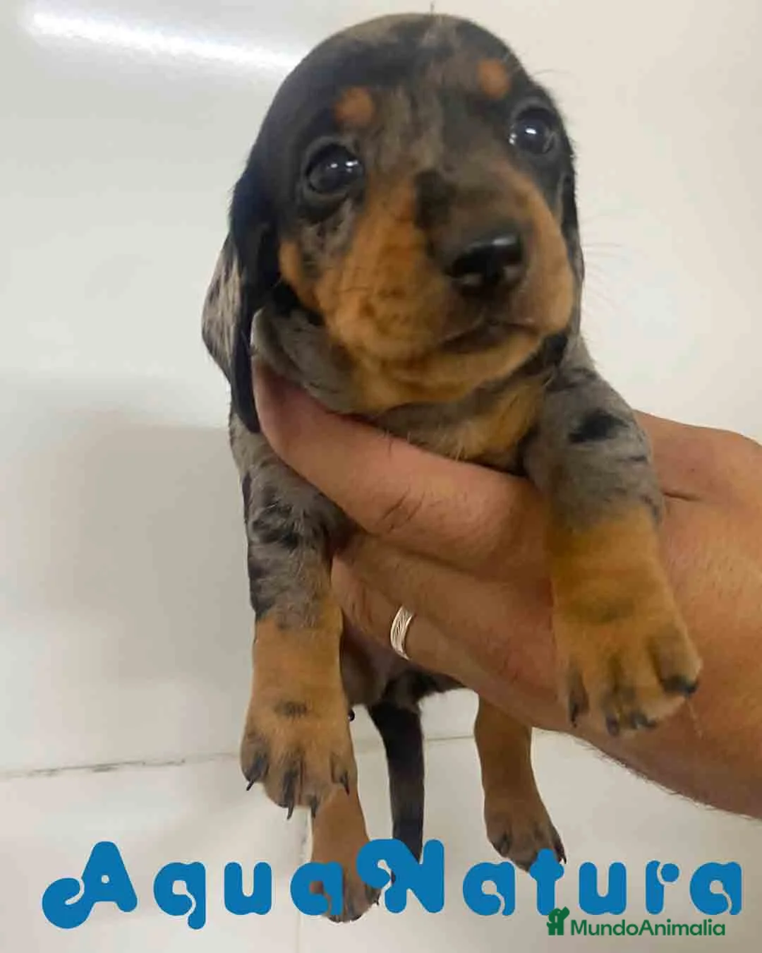 Teckel Miniatura perros en venta: Teckel Hembra de Tita Junior y Tilo AQUANATURA - Anuncio 1