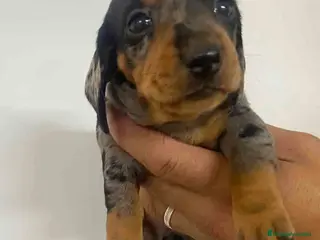 Teckel Miniatura perros Teckel Hembra de Tita Junior y Tilo AQUANATURA - Anuncio 21