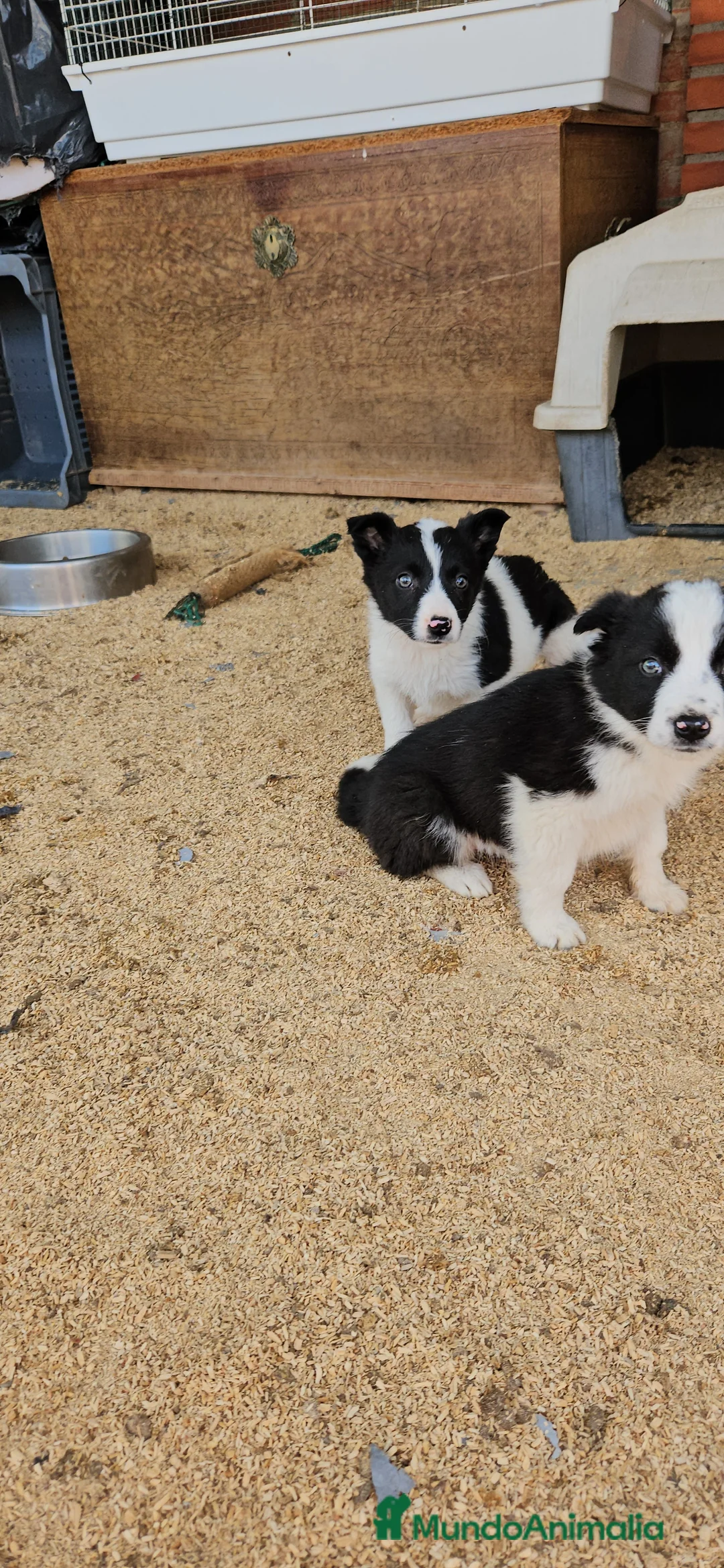 Border Collie perros en venta: Border collie  - Anuncio 5