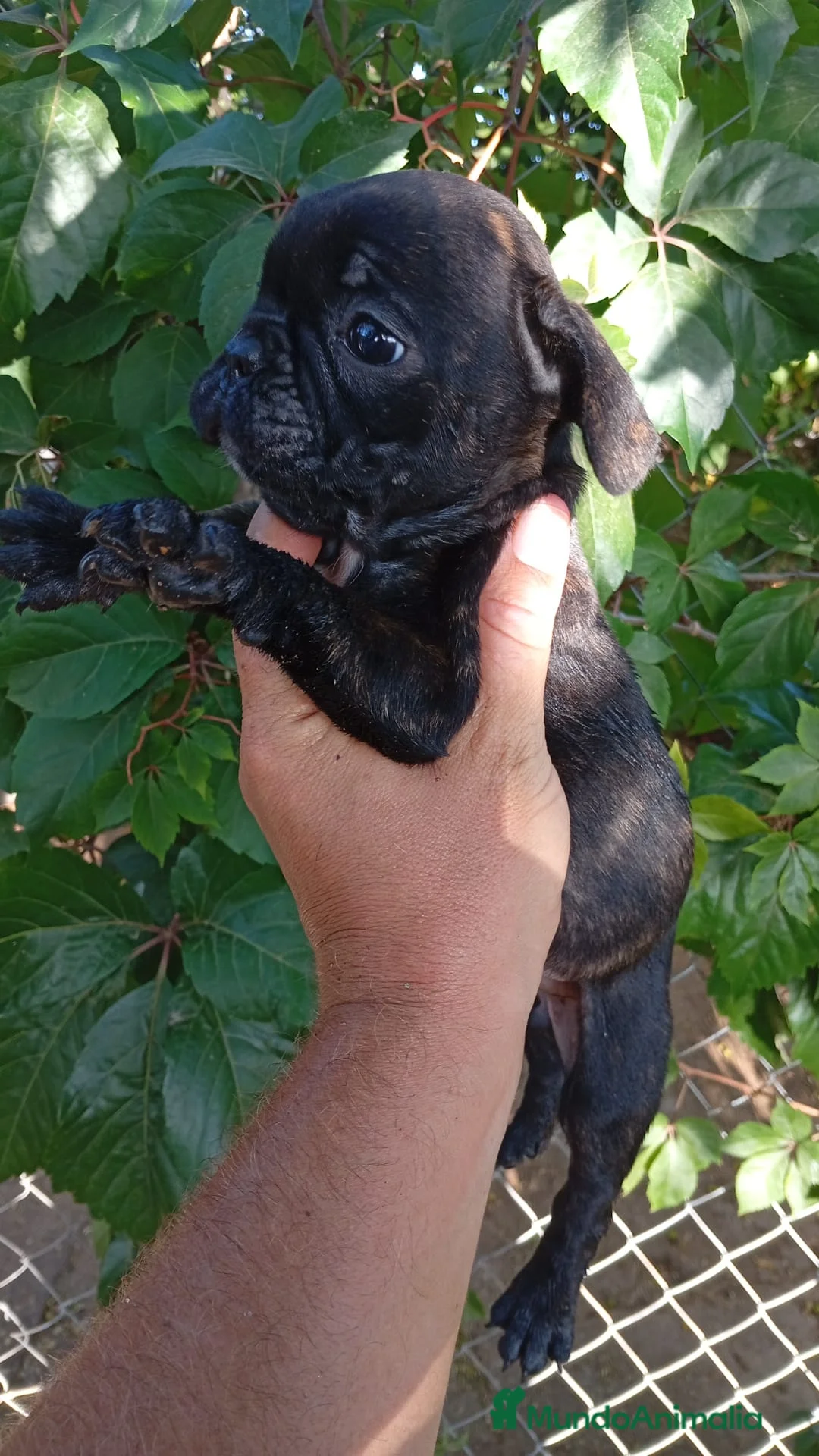 Bulldog Francés perros en venta: Bulldog Francés Hembra - Anuncio 8
