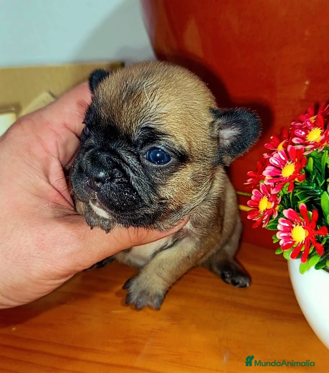 Bulldog Francés perros bulldog frances portador de fluffy hembra - Anuncio 8
