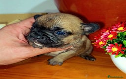 Bulldog Francés perros en venta: bulldog frances portador de fluffy hembra - Imagen 1