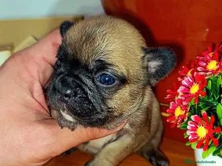 Bulldog Francés perros bulldog frances portador de fluffy hembra - Anuncio 1