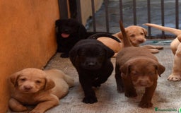 Labrador Retriever perros en venta: CACHORRITOS DE LABRADORES PRECIOSOS - Anuncio 1