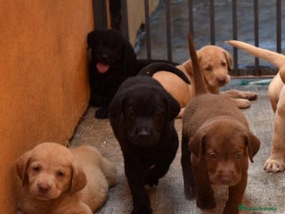Labrador Retriever perros CACHORRITOS DE LABRADORES PRECIOSOS - Anuncio 3