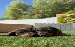 Teckel Miniatura perros en venta: TECKEL MINIATURA MACHO - Imagen 2