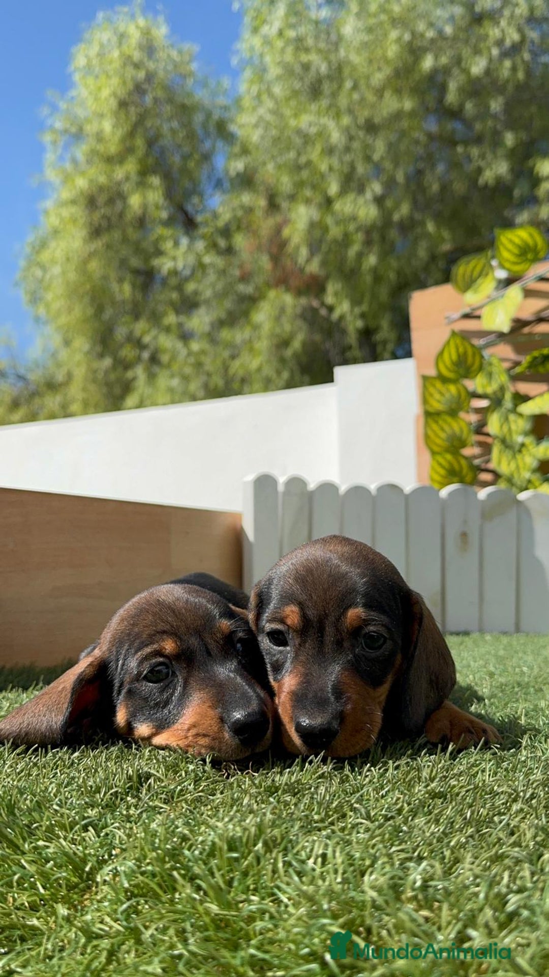 Teckel Miniatura perros en venta: TECKEL MINIATURA MACHO - Imagen 2