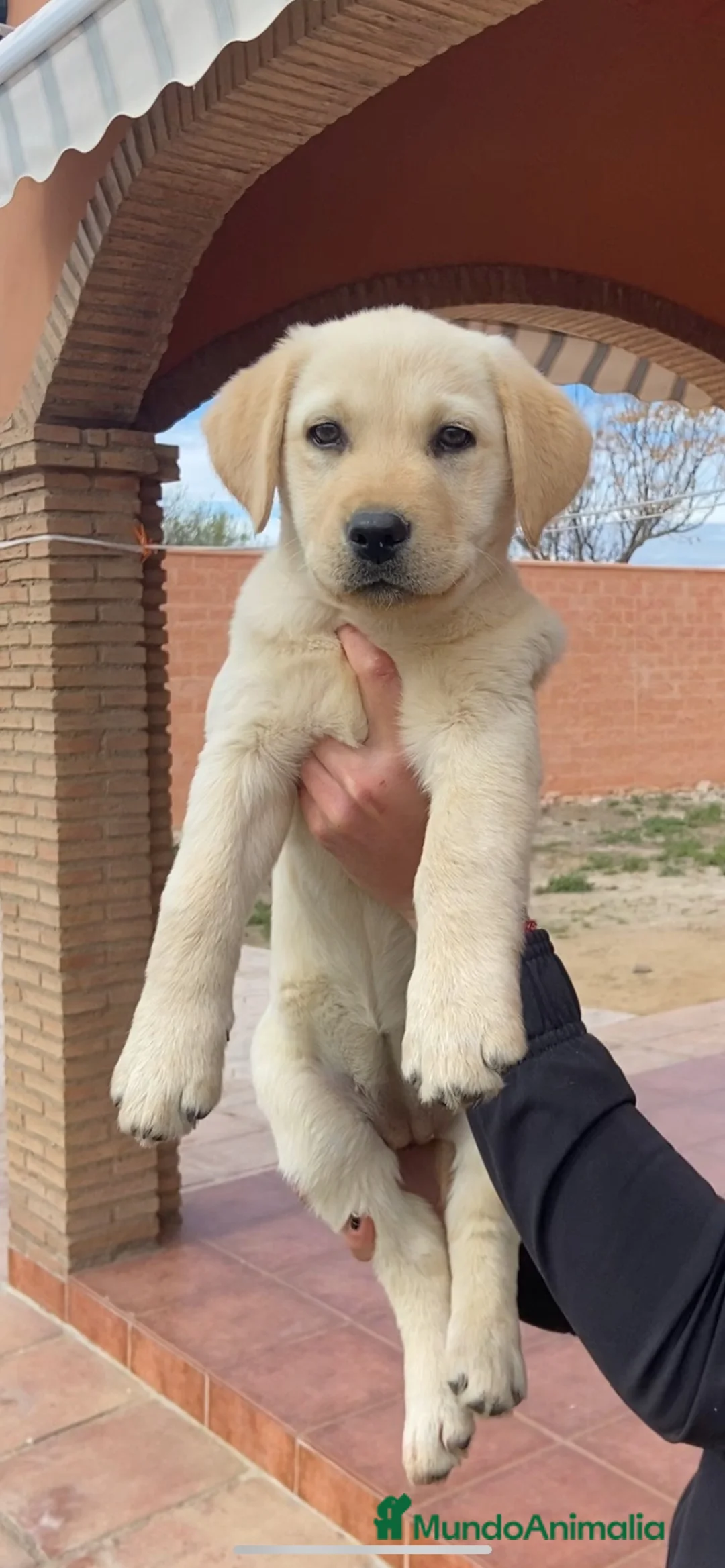 Labrador Retriever perros en venta: CACHORROS DE LABRADOR - Anuncio 5